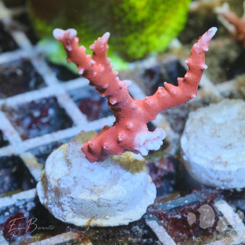 Anacropora TNT
